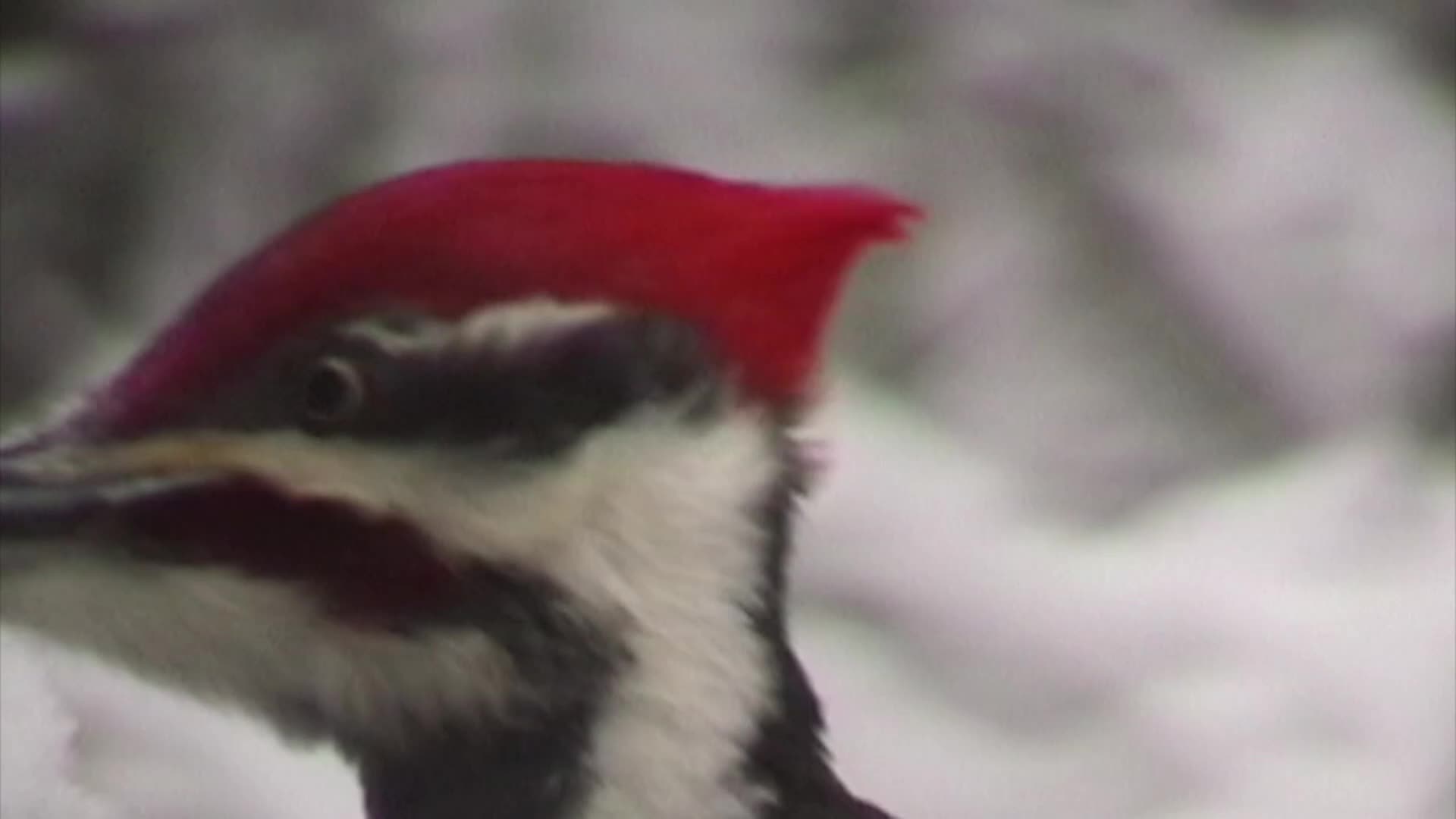 A Walk In The Woods - Pileated Woodpeckers