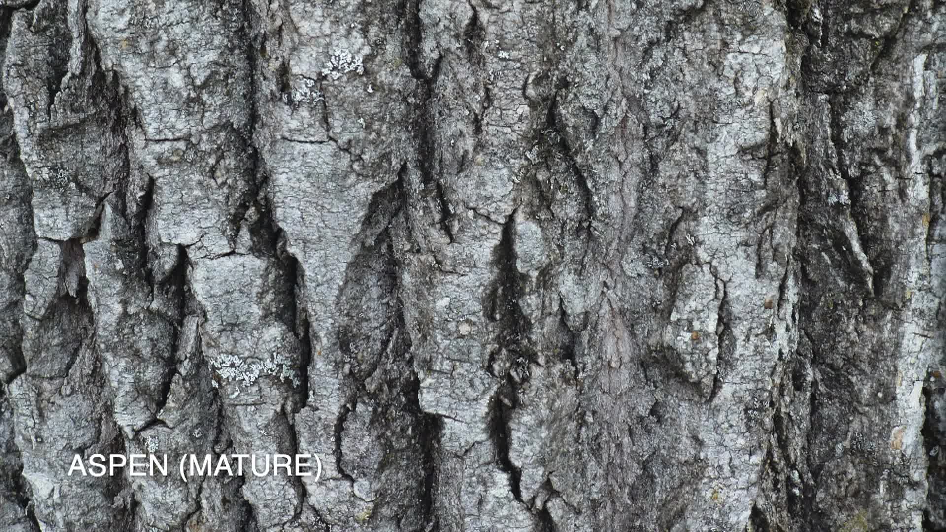 A Walk In The Woods - Bark Art
